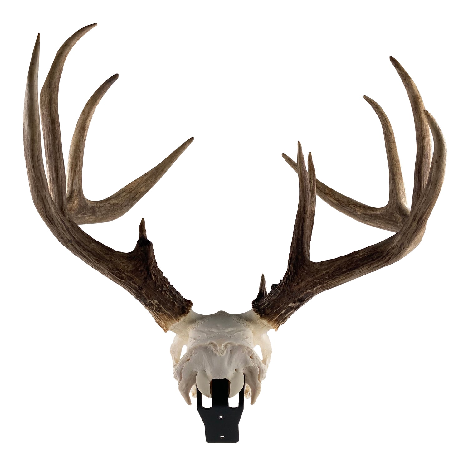 The Claw: Deer Skull Hangers image 3
