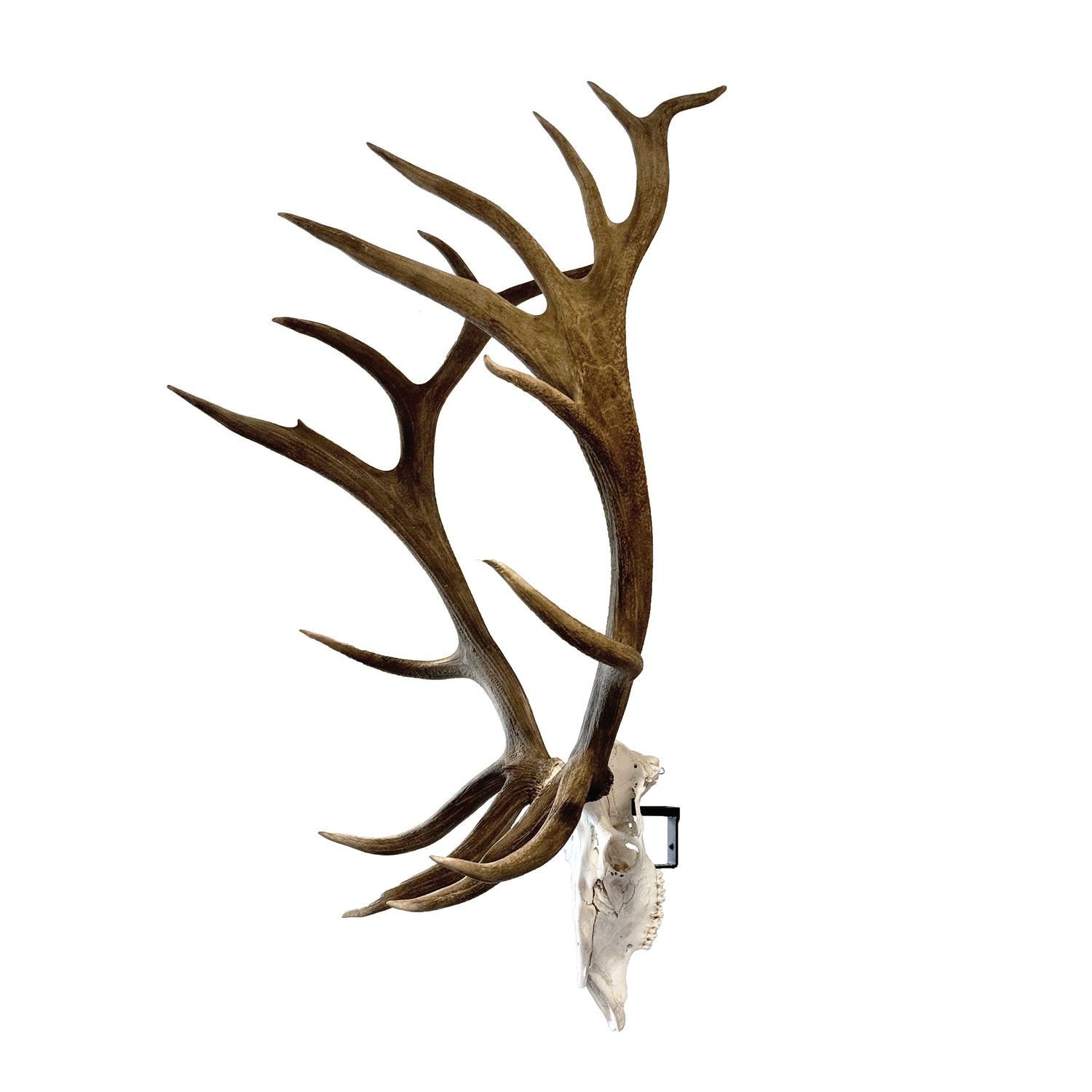 The Rakk: Elk Skull Hanger