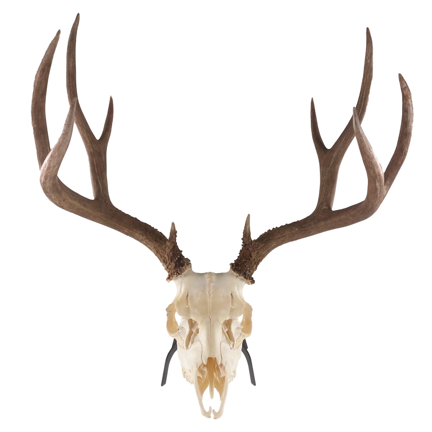 Tabletop Skull Hanger