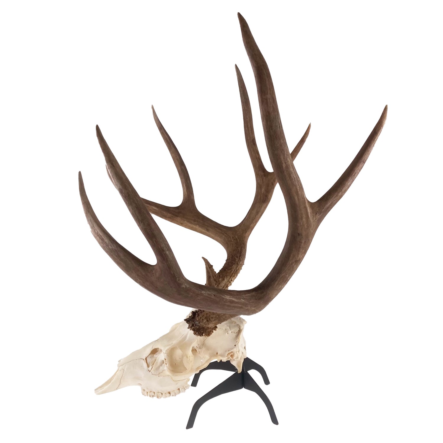 Tabletop Skull Hanger