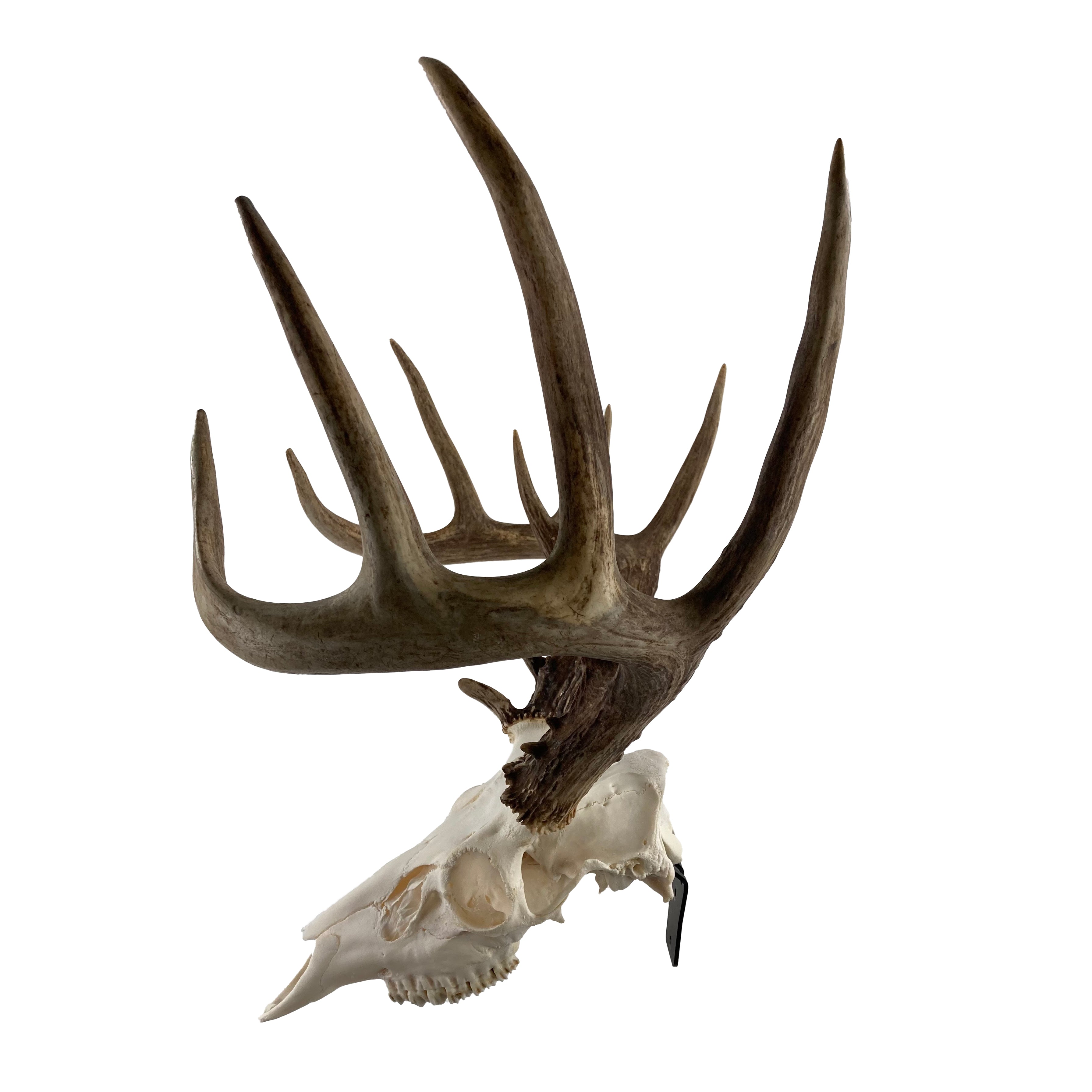 The Claw: Deer Skull Hangers – Grakksaw